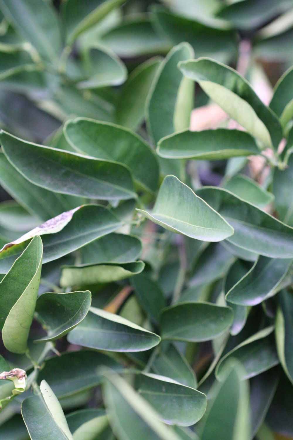            Sun leaves (Goutoucheng, Riverside, CA)   